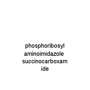 phosphoribosyl aminoimidazole succinocarboxamide